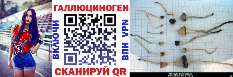 Псилоцибиновые грибы Psilocybe  где можно купить наркотик  Кингисепп 